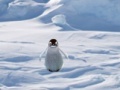 Xogo Cannibal Penguin