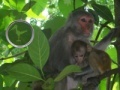 Xogo Hidden Animals: Baby Monkeys