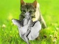 Xogo Kitty saevs the day!