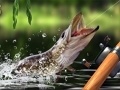 Xogo Morning catch