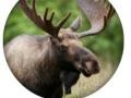 Xogo Animal Quiz 