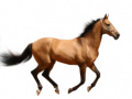 Xogo Create Your Own Horse