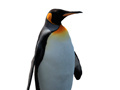 Xogo Penguin Painting: Coloring For Kids