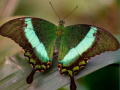 Xogo 100 Pics Quiz Online