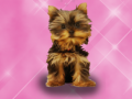 Xogo Wash Pets Princess Kids    