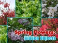 Xogo Spring Flowers: Hidden Objects