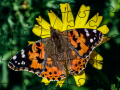 Xogo Jigsaw Puzzle: Spring