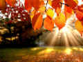 Xogo Jigsaw Puzzle: Autumn