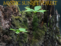 Xogo Mystic sunset forest