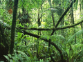 Xogo Jigsaw puzzle: Rainforest
