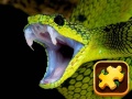 Xogo Snake Puzzle Challenge