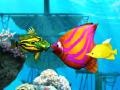 Xogo Big Fish Eat Small Fish