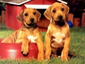 Xogo Puppy Pairs Puzzle