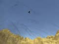Xogo Toucan Shooter