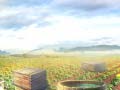 Xogo Farm Treasure