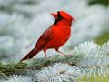 Xogo Birds Puzzle