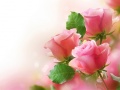 Xogo Pink Roses