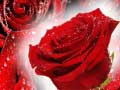 Xogo Red Roses