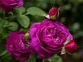 Xogo Purple Roses