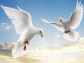 Xogo Flying Birds