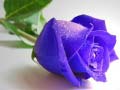 Xogo Blue Roses