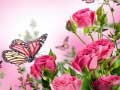 Xogo Butterflies Puzzle