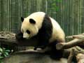 Xogo Pandas Puzzle
