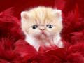 Xogo Funny Kitty