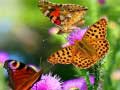 Xogo Butterfly Slide