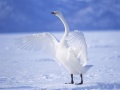 Xogo Graceful Swans