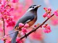 Xogo Lovable Birds