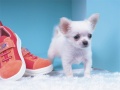 Xogo Lovely Puppy Puzzle