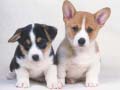 Xogo Cute Puppies Puzzle