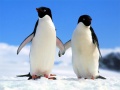 Xogo Penguin Puzzle
