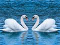 Xogo Swans Slide