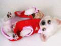 Xogo Lovely Puppy Slide