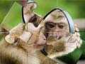 Xogo Chimpanzee Jigsaw