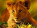 Xogo Wild Baby Animals Jigsaw