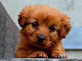 Xogo Puppy Puzzle