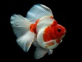 Xogo Gold Fish Jigsaw Puzzle