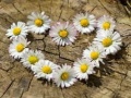 Xogo Daisy Heart Jigsaw