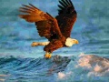 Xogo Animals Jigsaw Puzzle Eagle