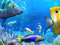 Xogo Let's Fish