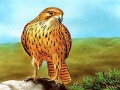 Xogo Birds of Prey Slide