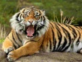 Xogo Animals Jigsaw Puzzle Tiger