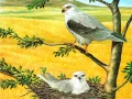 Xogo Birds Of Prey Puzzle