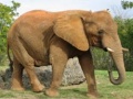 Xogo Animals Jigsaw Puzzle - Elephants