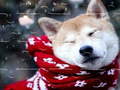 Xogo Winter Pets Puzzle