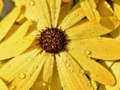 Xogo Flower Petals Raindrop Jigsaw