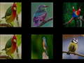 Xogo Memorize the birds